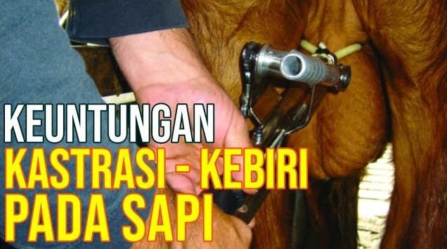 Keuntungan Kastrasi Pada Hewan Ternak Sapi.JPG
